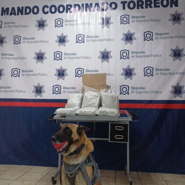 Perrita Noa asegura marihuana&nbsp; en paquetería de Torreón