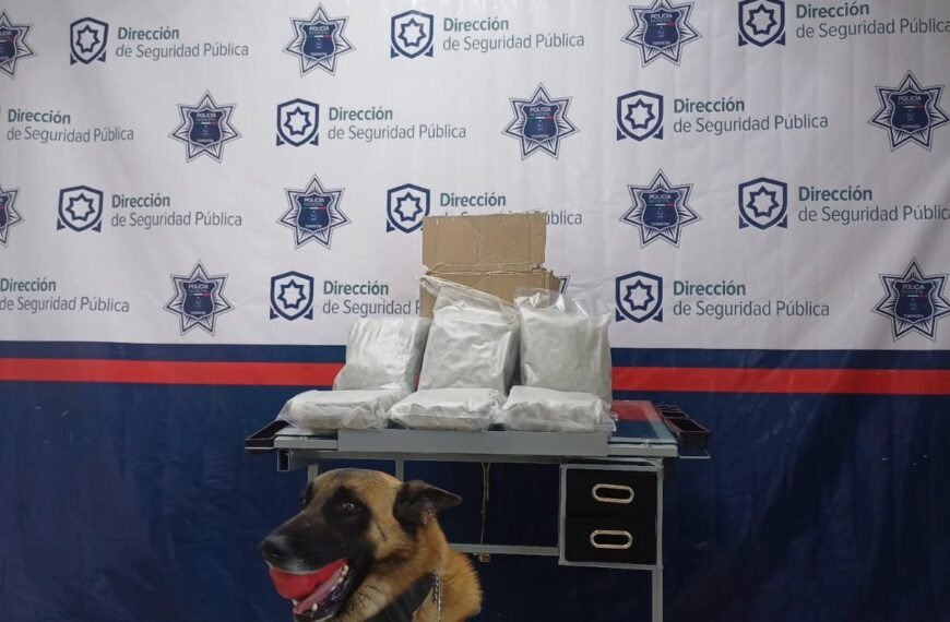 Perrita Noa asegura marihuana  en paquetería…