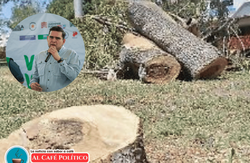 Aseguran que retiro de árboles en…
