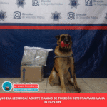 Perro policía detecta marihuana en paquete disfrazado de lechuga