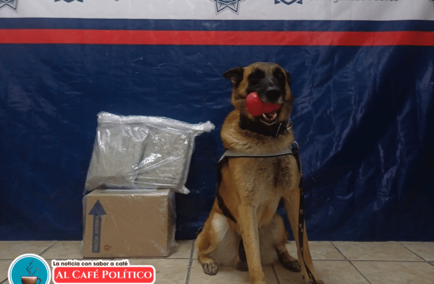 Perro policía detecta marihuana en paquete…
