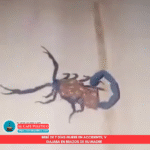 Captan alacrán gigante azul en Coahuila: fenómeno sorprende por su fluorescencia