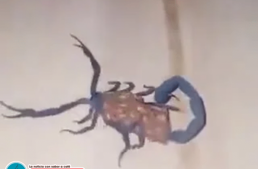 Captan alacrán gigante azul en Coahuila: fenómeno sorprende por su fluorescencia