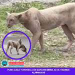 Captan a puma en Monterrey: se lleva a un gato en plena calle