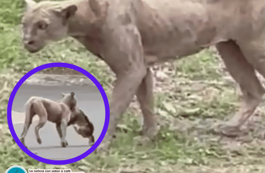 Captan a puma en Monterrey: se…