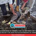 ¡Se escapan 2 jabalíes en Viñedos y arman operativo con drones y perros!