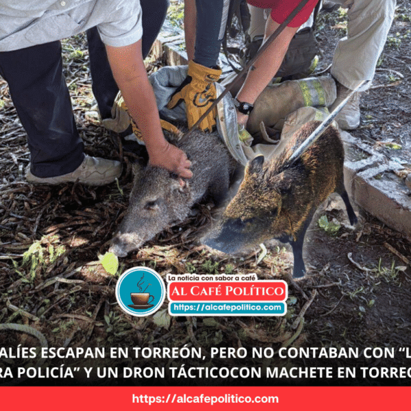¡Se escapan 2 jabalíes en Viñedos y arman…