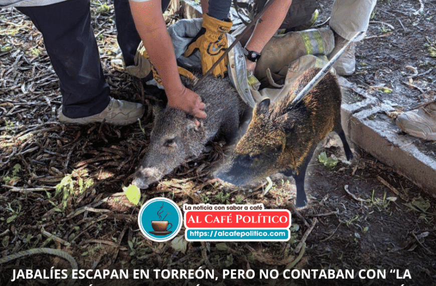 ¡Se escapan 2 jabalíes en Viñedos y arman operativo con drones y perros!