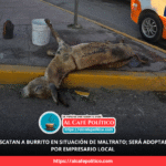 Adoptan a burrito colapsado y avanzan propuestas contra carromatos con animales