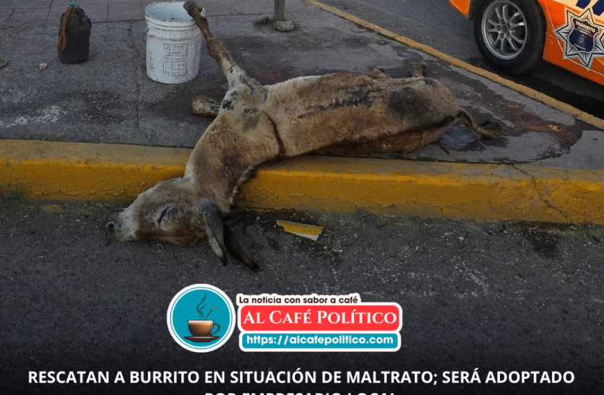 Adoptan a burrito colapsado y avanzan propuestas contra carromatos con animales