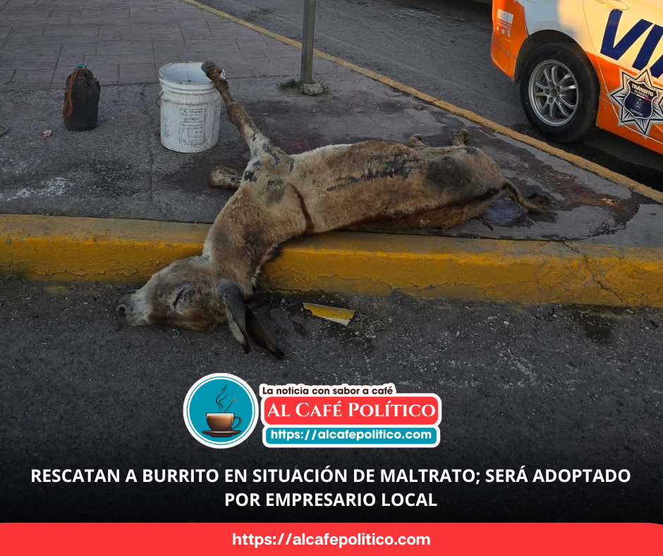 Adoptan a burrito colapsado y avanzan propuestas contra carromatos con animales