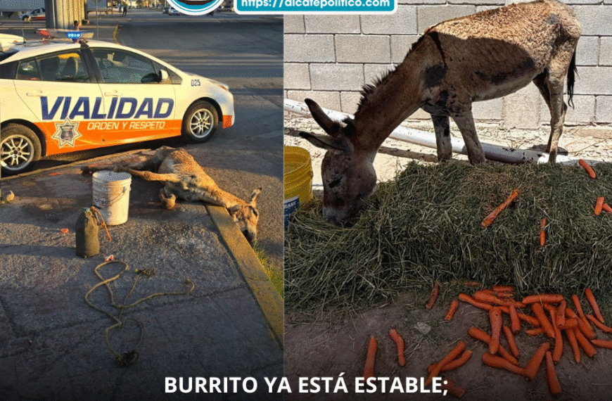 «El burrito ya se recupera, está en buenas manos»