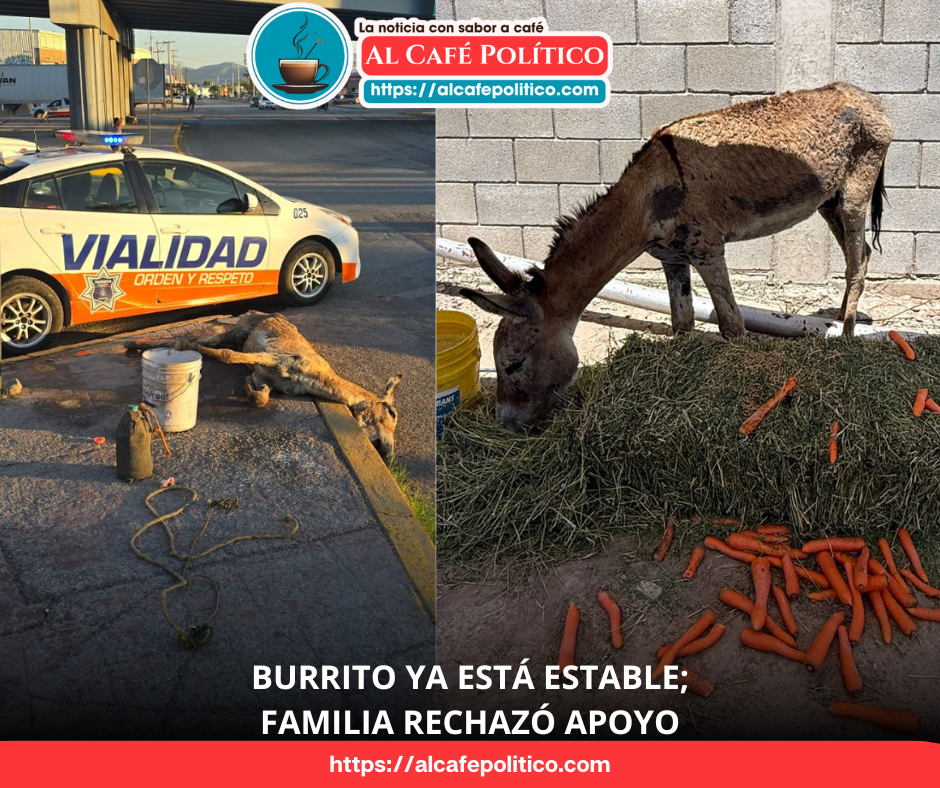 «El burrito ya se recupera, está en buenas manos»