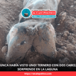 Ternero con dos cabezas es abortado en establo de La Laguna