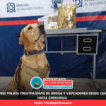 “Arturo”, el perro policía, descubre marihuana y vapeadores ocultos en paquetería