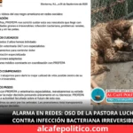 En estado crítico, oso negro del Zoológico La Pastora; PROFEPA decidirá su futuro
