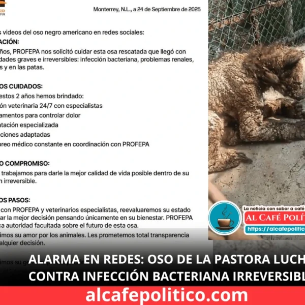 En estado crítico, oso negro del Zoológico La…