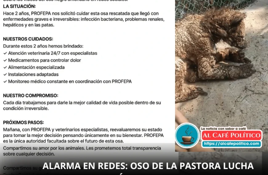 En estado crítico, oso negro del Zoológico La Pastora; PROFEPA decidirá su futuro