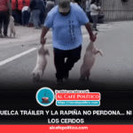 De accidente a saqueo: habitantes cargan con cerdos en San Luis Potosí