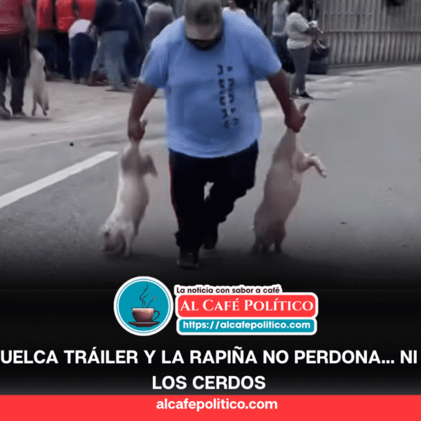 De accidente a saqueo: habitantes cargan con cerdos&hellip;