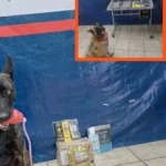 Cae red de envíos con cannabis: K9 de Torreón detectan droga en múltiples empresas