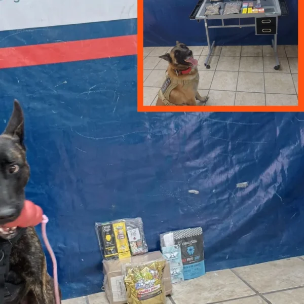 Cae red de envíos con cannabis: K9 de&hellip;