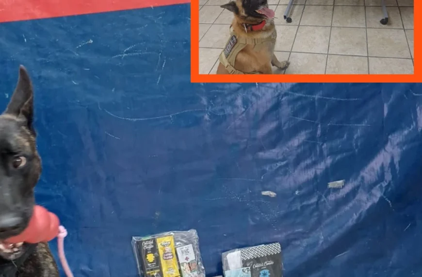 Cae red de envíos con cannabis: K9 de Torreón detectan droga en múltiples empresas