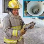 Reptil causa alarma en Fovisste La Rosita; autoridades lo capturan