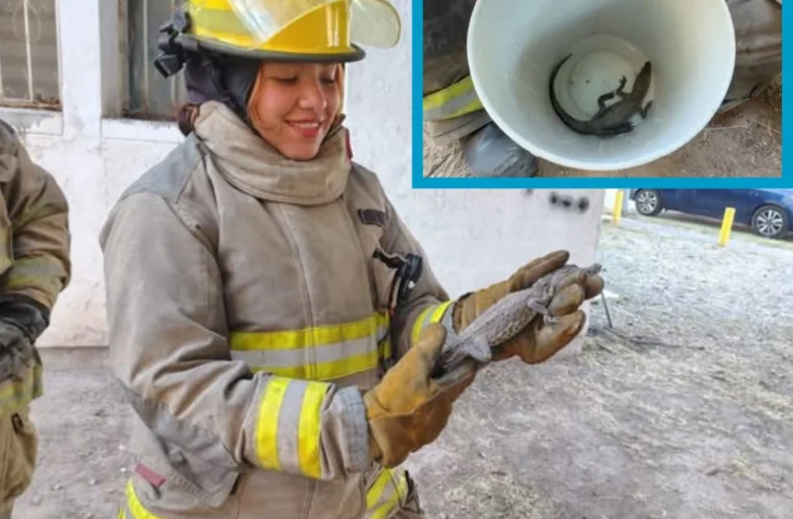 Reptil causa alarma en Fovisste La Rosita; autoridades lo capturan