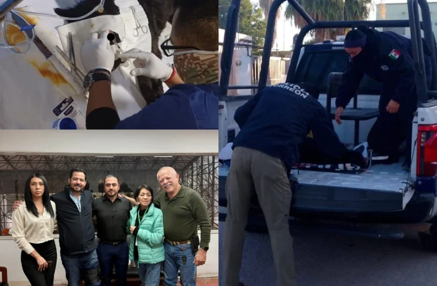 La Negra resistió: rescate a tiempo tras agresión animal en Torreón