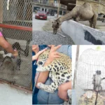 Alertan por presunto zoológico clandestino en ejido de «Chávez»