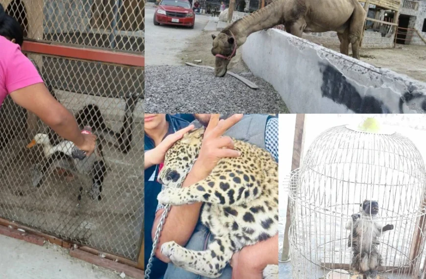 Alertan por presunto zoológico clandestino en ejido de «Chávez»