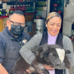 Tras ser apuñalada de un ojo, perrita rescatada es adoptada en Torreón