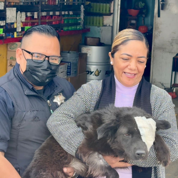 Tras ser apuñalada de un ojo, perrita rescatada&hellip;