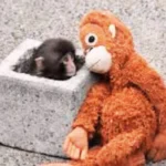 Punch sigue rompiendo corazones: ¿cómo vive ahora el mono que enamoró al mundo?