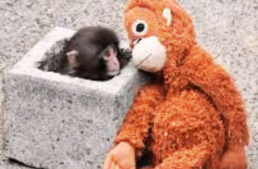 Punch sigue rompiendo corazones: ¿cómo vive ahora el…