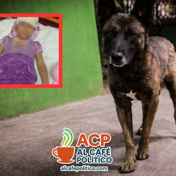 Sacrificarían a “Pilo” conforme a protocolo sanitario tras&hellip;