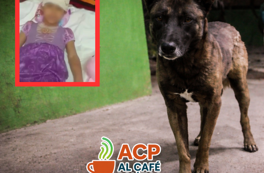 Sacrificarían a “Pilo” conforme a protocolo sanitario tras ataque a niña