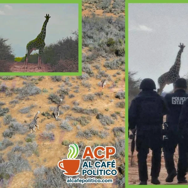 No es África: las jirafas en Coahuila tienen&hellip;