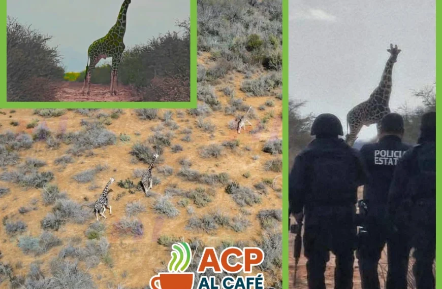 No es África: las jirafas en Coahuila tienen dueño y están bajo control