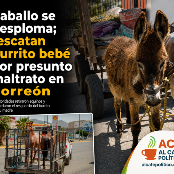 Autoridades intervienen por presunto maltrato a caballos y&hellip;