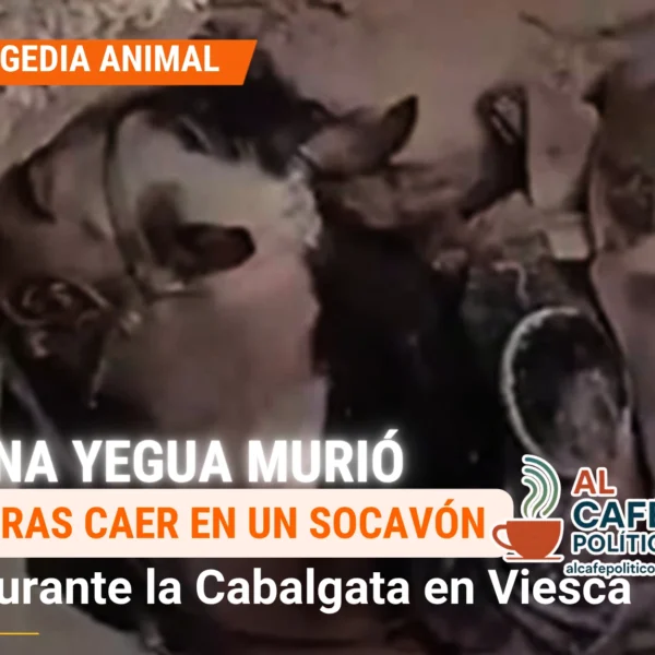 Muere una yegua tras caer en socavón durante&hellip;