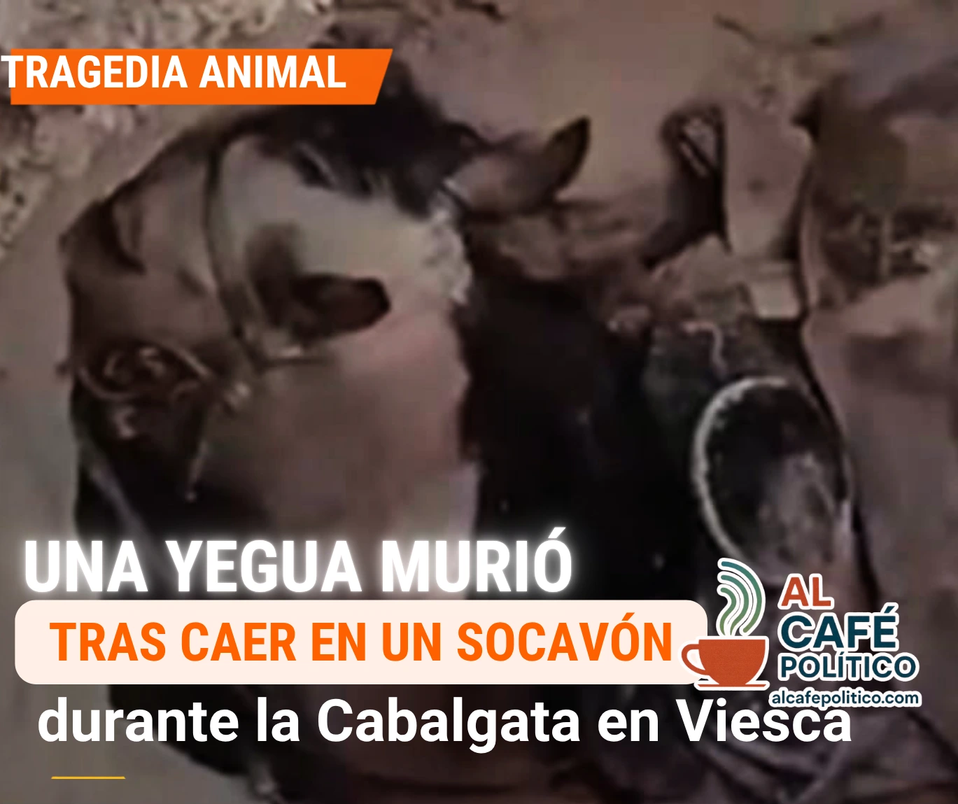 Muere una yegua tras caer en socavón durante&hellip;
