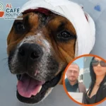 Casos de Canelo y León “N” reavivan exigencia de penas más duras por crueldad animal
