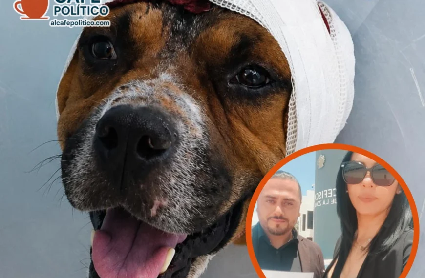 Casos de Canelo y León “N” reavivan exigencia de penas más duras por crueldad animal