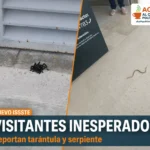 ¿Hospital o terrario? Reportan tarántula y serpiente en el ISSSTE