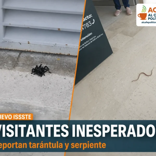 ¿Hospital o terrario? Reportan tarántula y serpiente en&hellip;