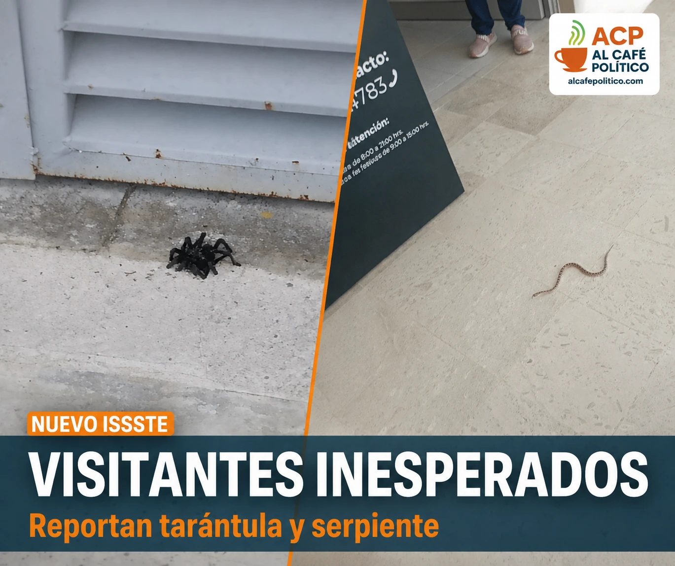 ¿Hospital o terrario? Reportan tarántula y serpiente en&hellip;